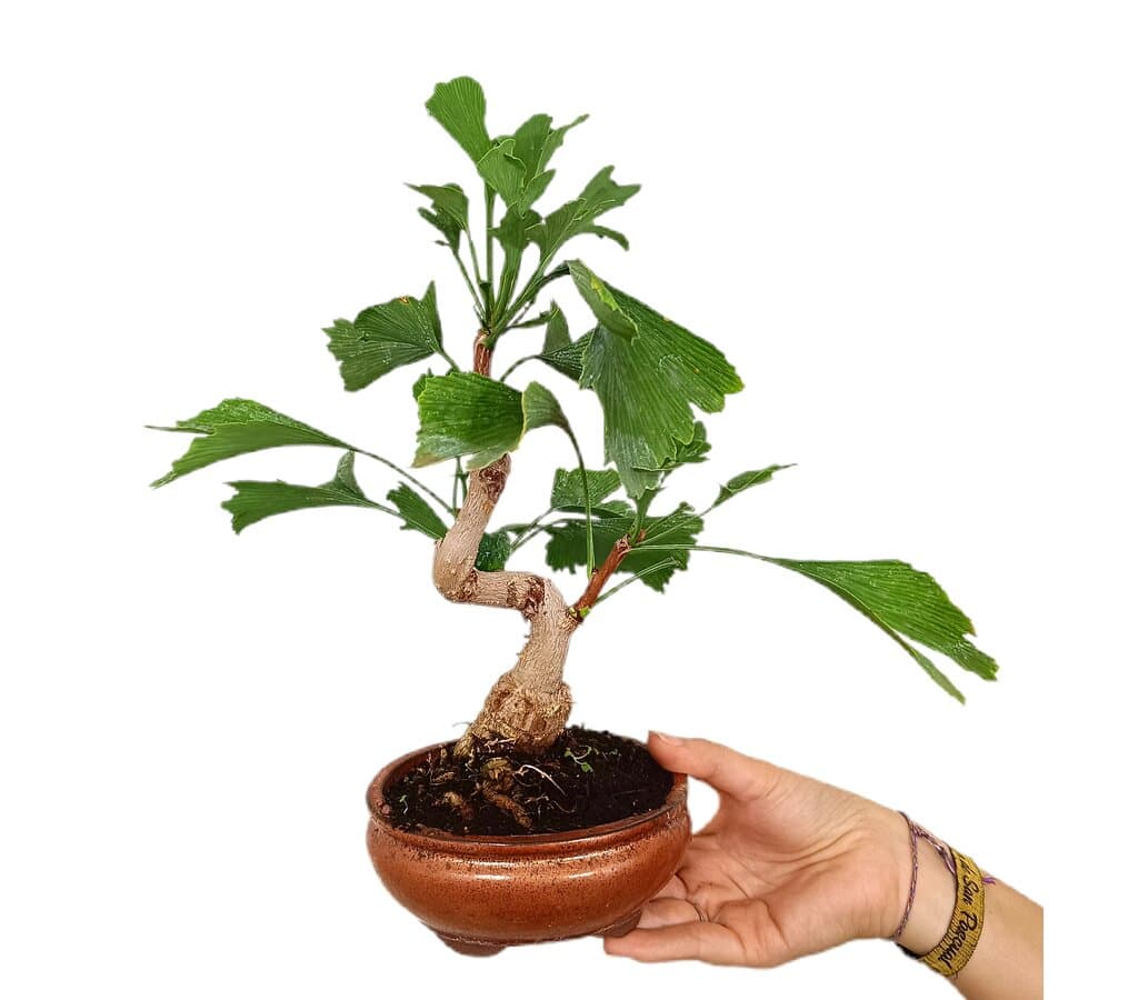 Bonsái Ginkgo Biloba 7 Años