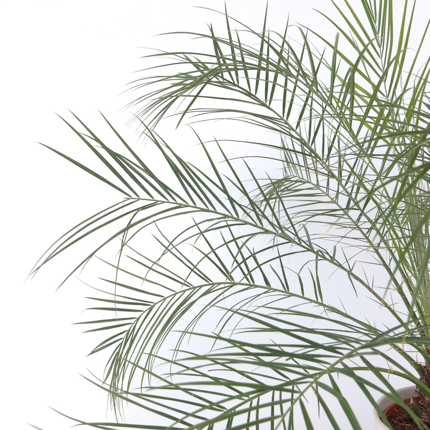 Palmera Enana - Phoenix Roebelenii - Altura 80-90cm - ⌀21cm