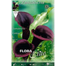Bulbo Calla negra Cantor 1 ud