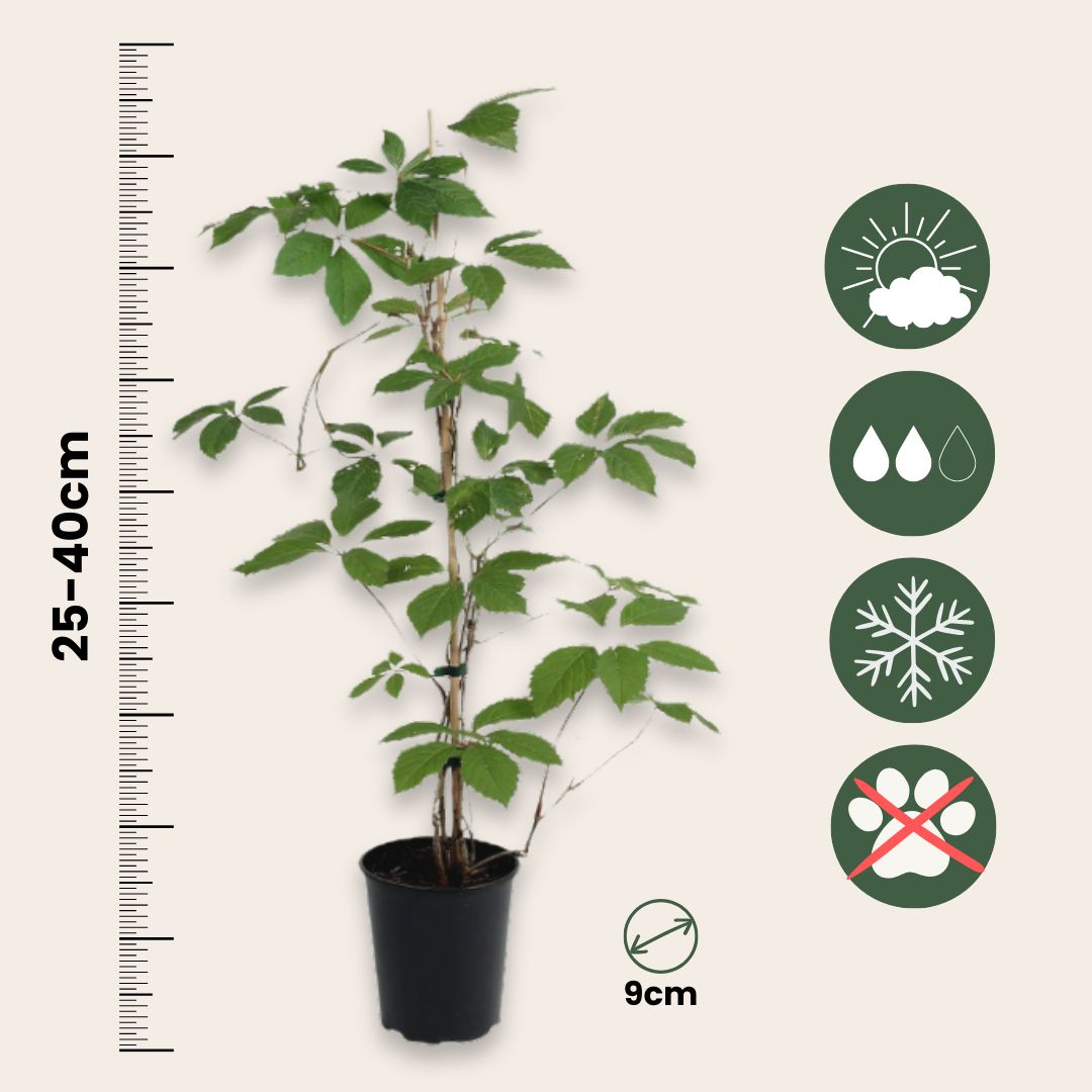 Parra Virgen - 6 Pzs - Parthenocissus Quinquefolia - Altura 25-40cm - ⌀9cm