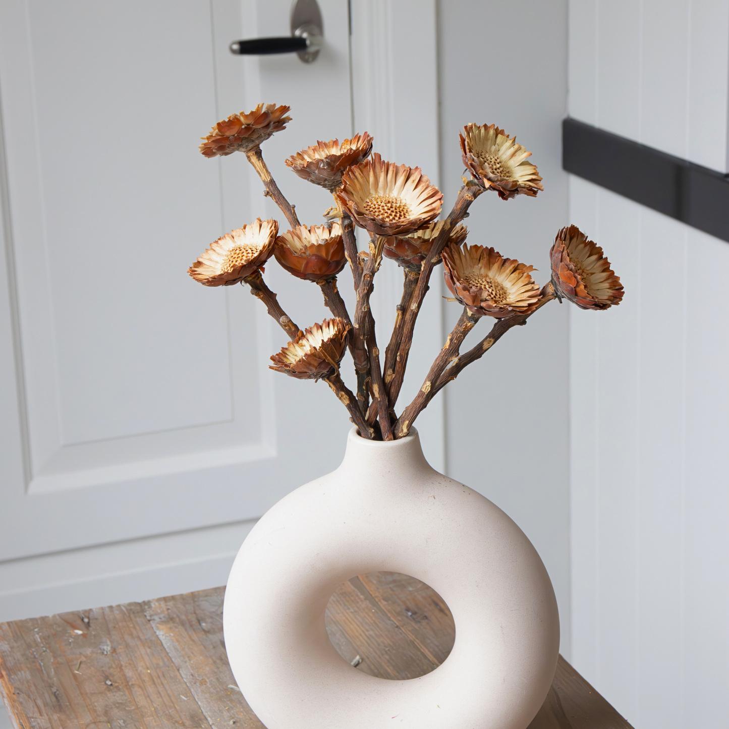 Flores Secas - 10 Pzs - Ramo 'protea Compacta'