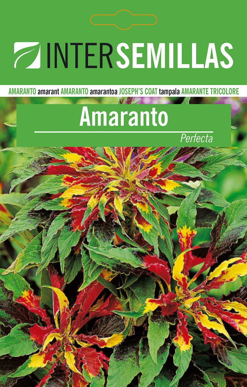 Semillas De Amaranto Perfecta