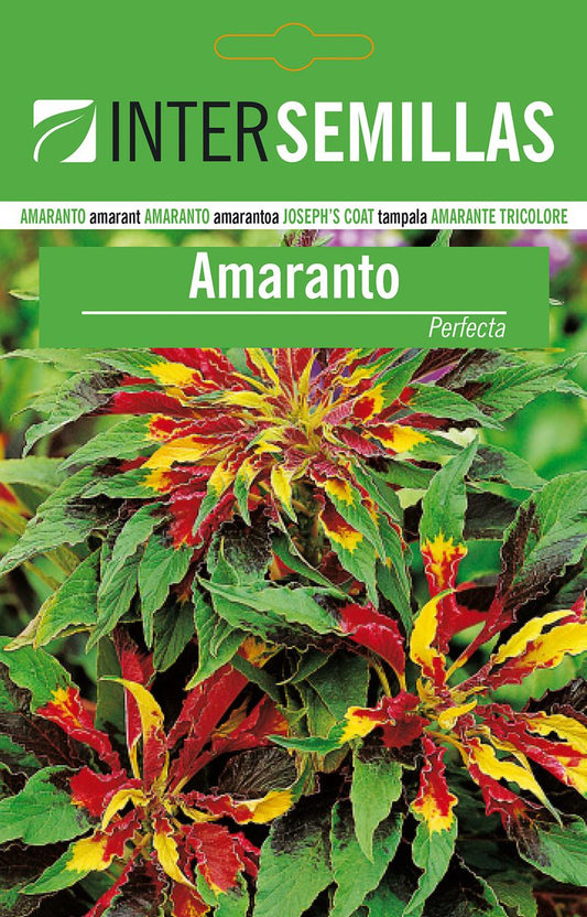 Semillas De Amaranto Perfecta