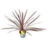 Cordyline Australis O Red Star El Toque Australiano Perfecto Para Tu Hogar