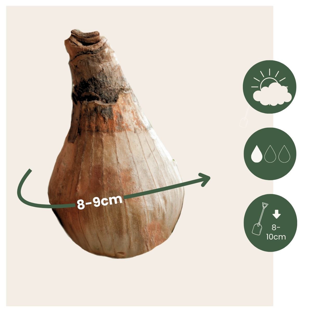 Campanilla De Verano - 40 Pzs - Leucojum Aestivum - Bulbos De Flores - Blanco