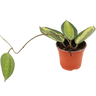 Hoya Latifolia Pot Of Gold Planta Suculenta Colgante Flor De Cera Ø9