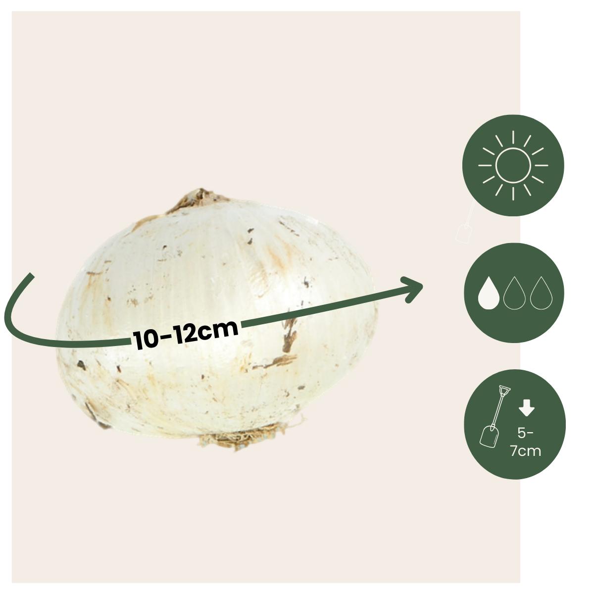 Bulbos De Allium - 160 Pzs - Allium - Bulbos De Flores