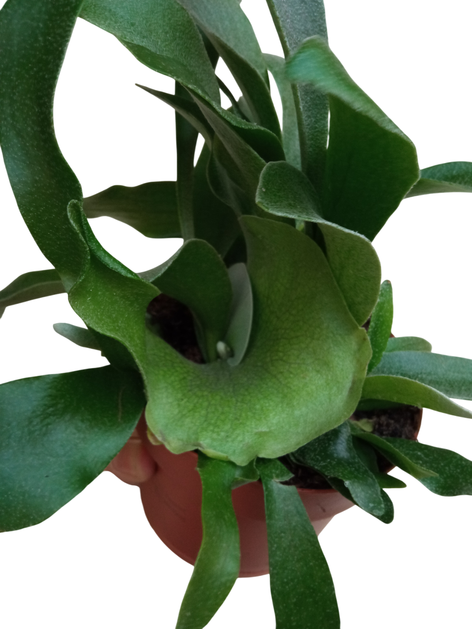 Platycerium Bifurcatum Helecho Raro, Plantas_0