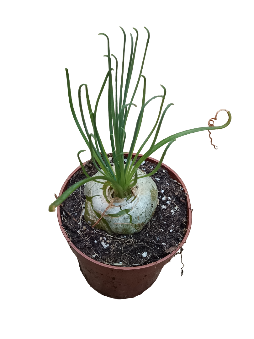 Albuca Spiralis Planta Suculenta Ø5