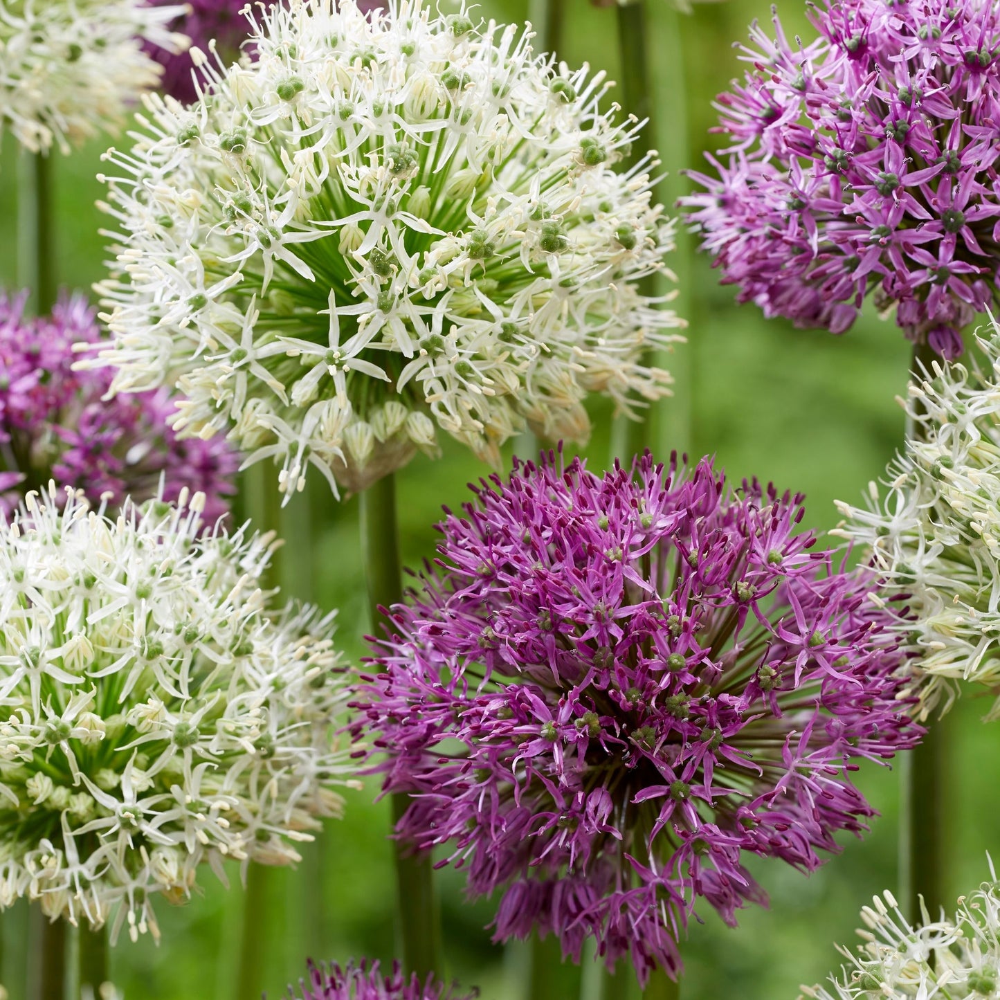 Bulbos De Allium - 15 Pzs - Allium 'purple 'white' - Bulbos De Flores