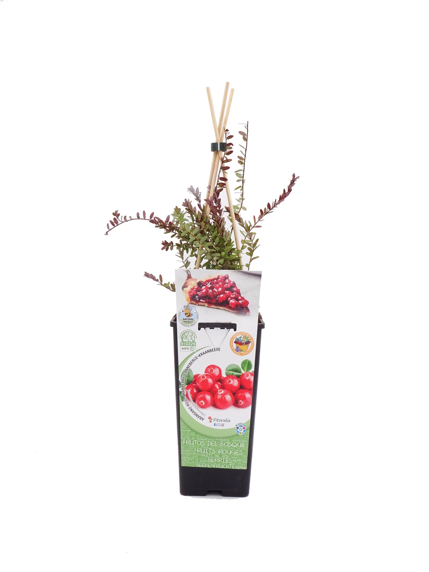 Arándano Rojo En Maceta 2 L. Natural - Fitoralia