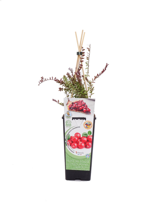 Arándano Rojo En Maceta 2 L. Natural - Fitoralia