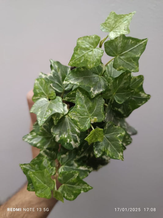 Hedera Harlekijn Colgante Planta Interior