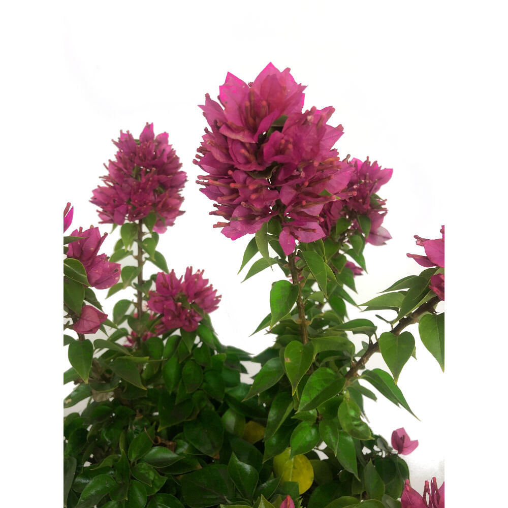 Bouganvillea Mini Tay M22 60cm_1