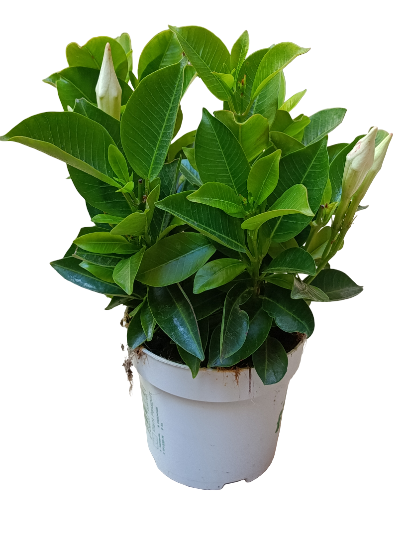 Dipladenia Arbustiva Flor Blanca Planta De Exterior Ø10_0