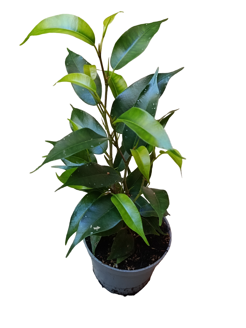 Mini Planta Ficus Benjamina Para Interior Y Terrarios Ø6_0