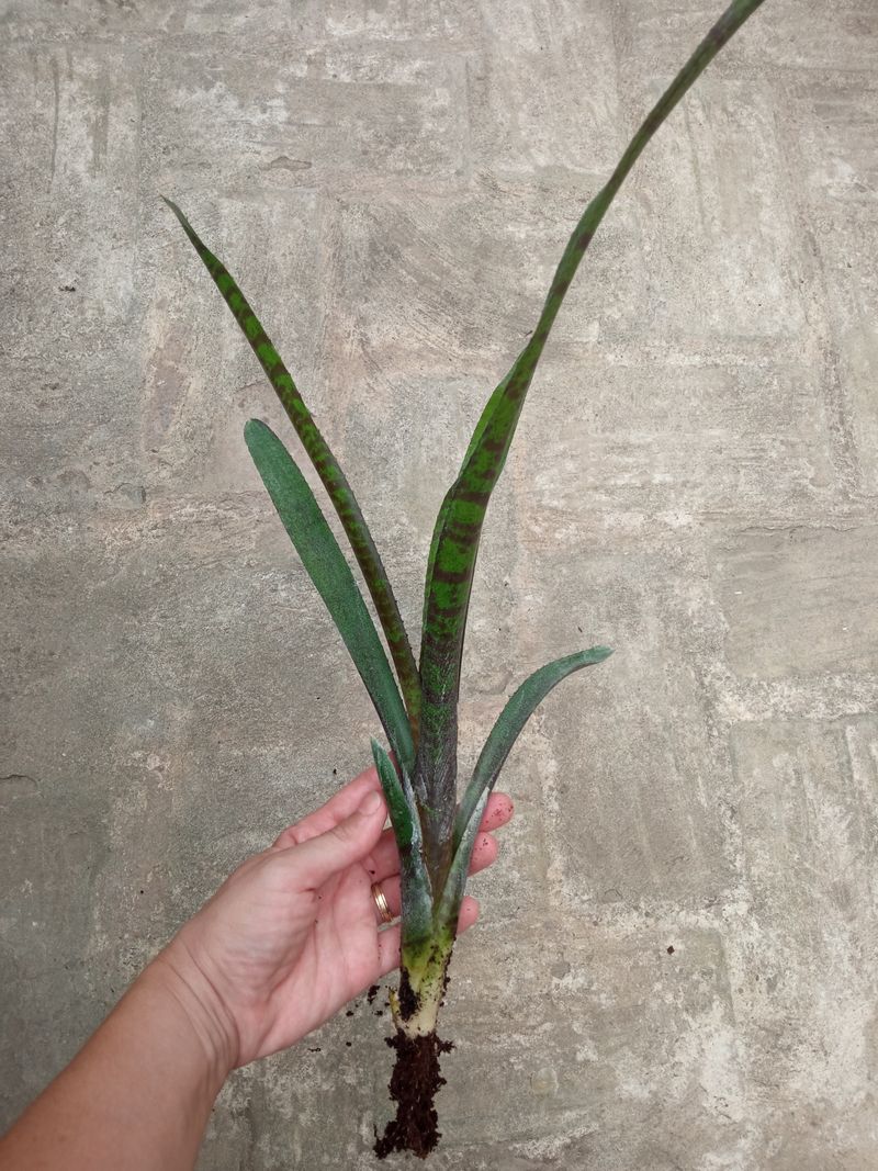 Bromelia Sp4 Plantas Para Terrarios Y Jardin