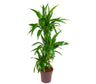 Dracena Janet Lind 3 Troncos 45-30-15 M21