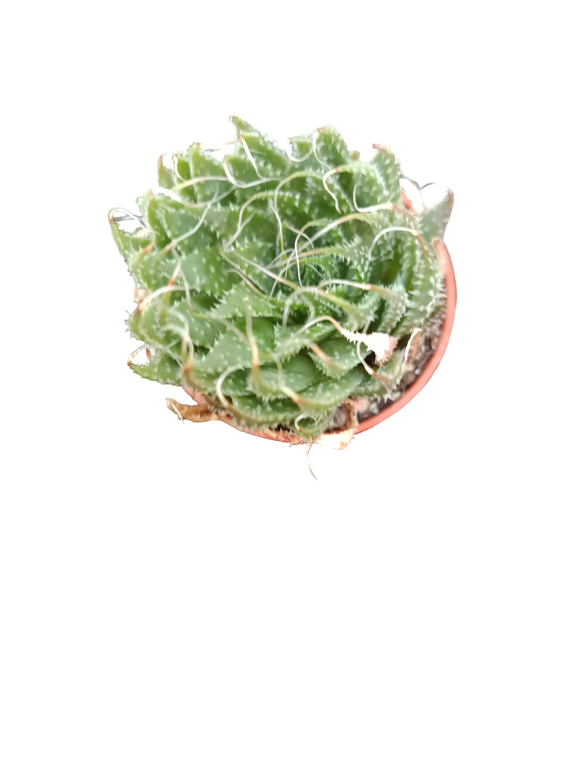 Planta suculenta  ☼ surtida aleatoria pequeña Ø5 VENTA POR UNIDAD