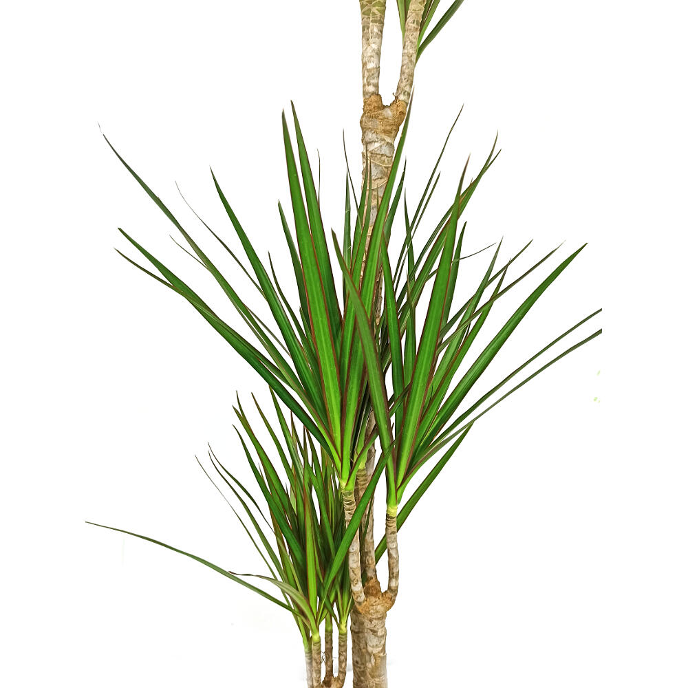Dracena Marginata 4 Troncos 90-60-30-15 M22 120cm_2
