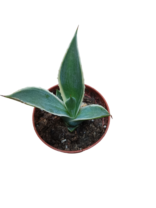 Agave chiapensis multicolor Planta Joven 5 Cms