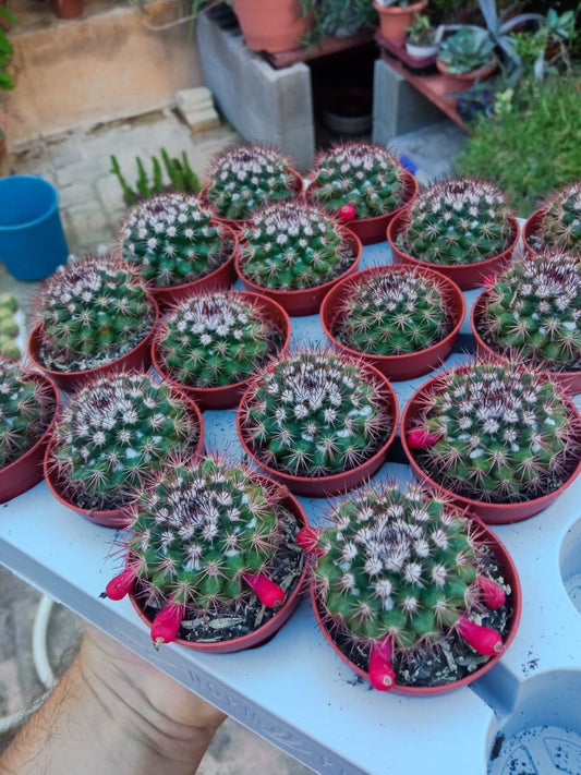 Cactus Mamillaria Planta Flores Rosas Ø5 Cms