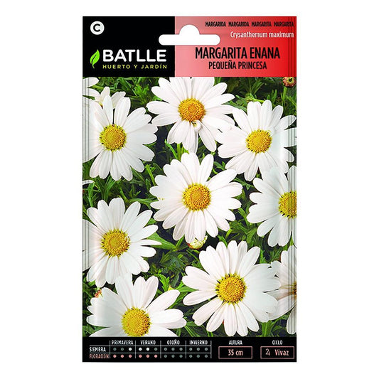Semillas de Margarita enana pequeña princesa Batlle