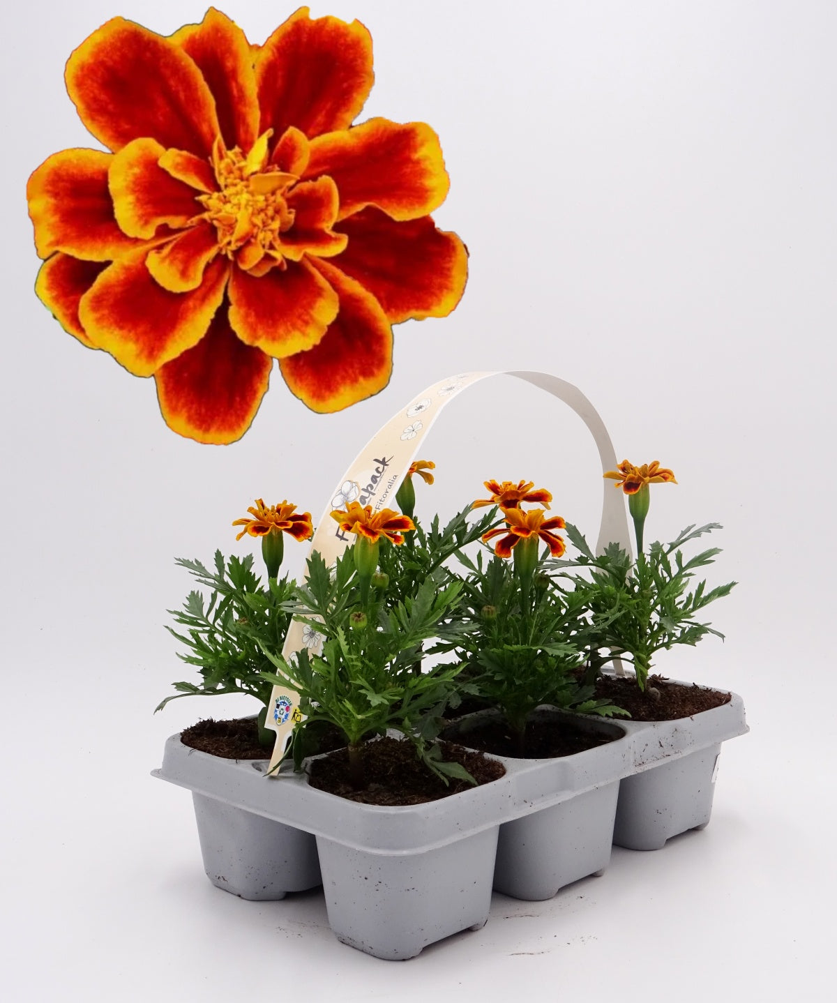 Pack Plantones Tagete Llama 6 Ud. Natural - Fitoralia_0