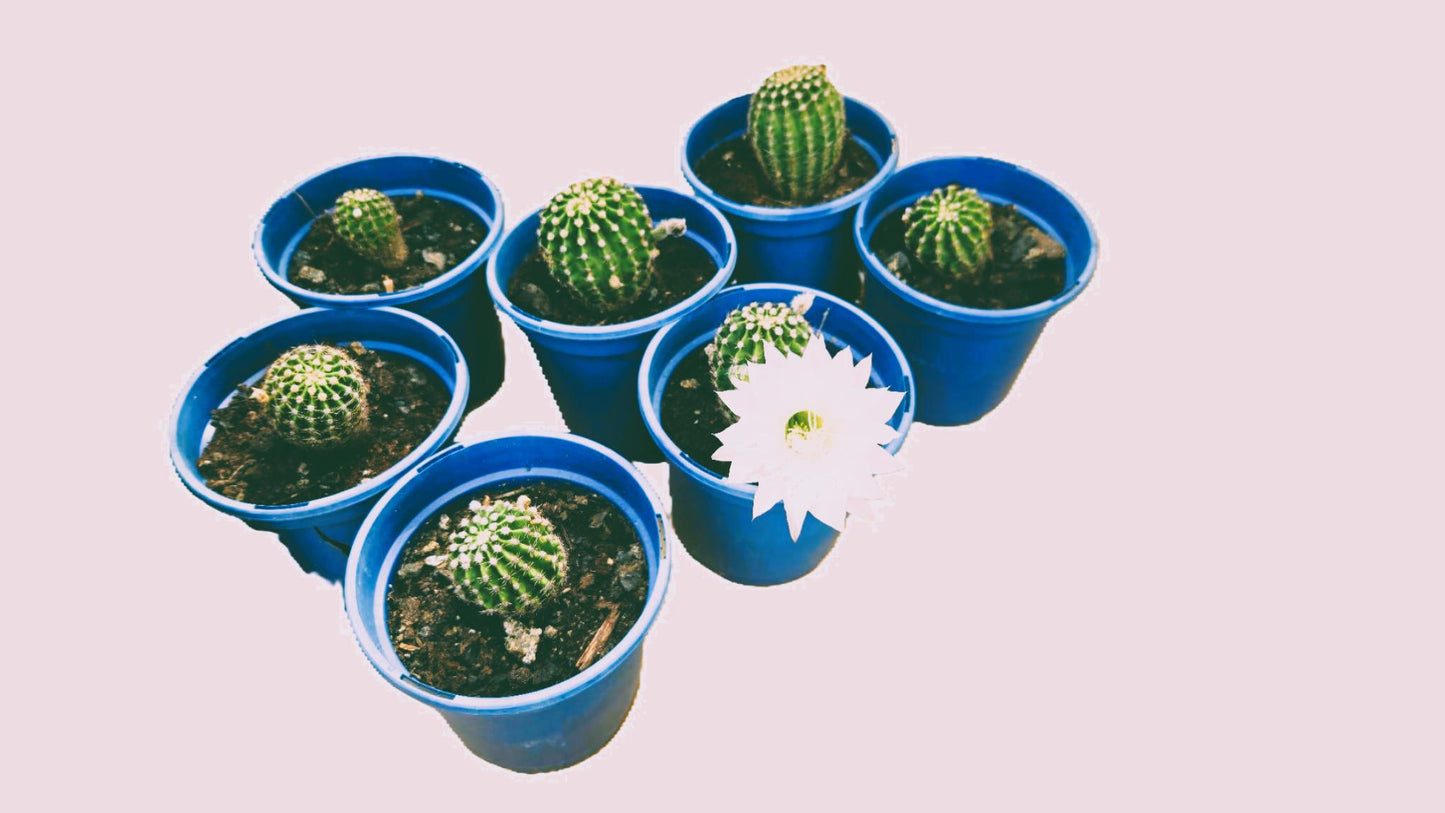 Cactus Echinopsis Oxygena (Cactus Erizo Americano)_4