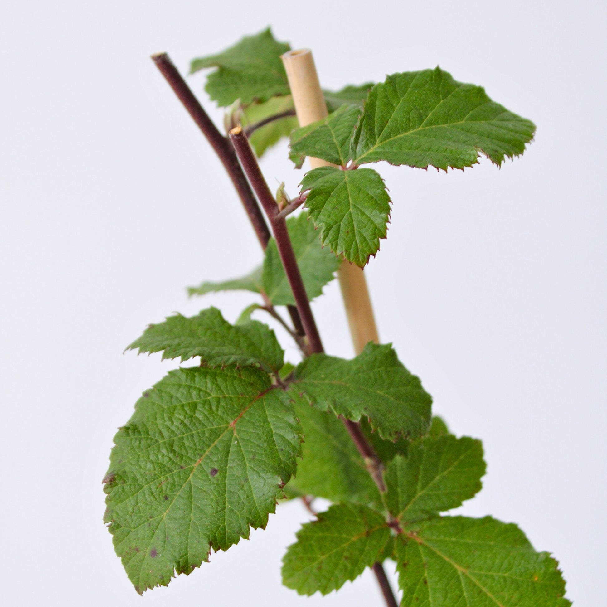 Zarzamora - 4 Pzs - Rubus Fruticosus 'thornfree' - Altura 50-60cm - ⌀15cm