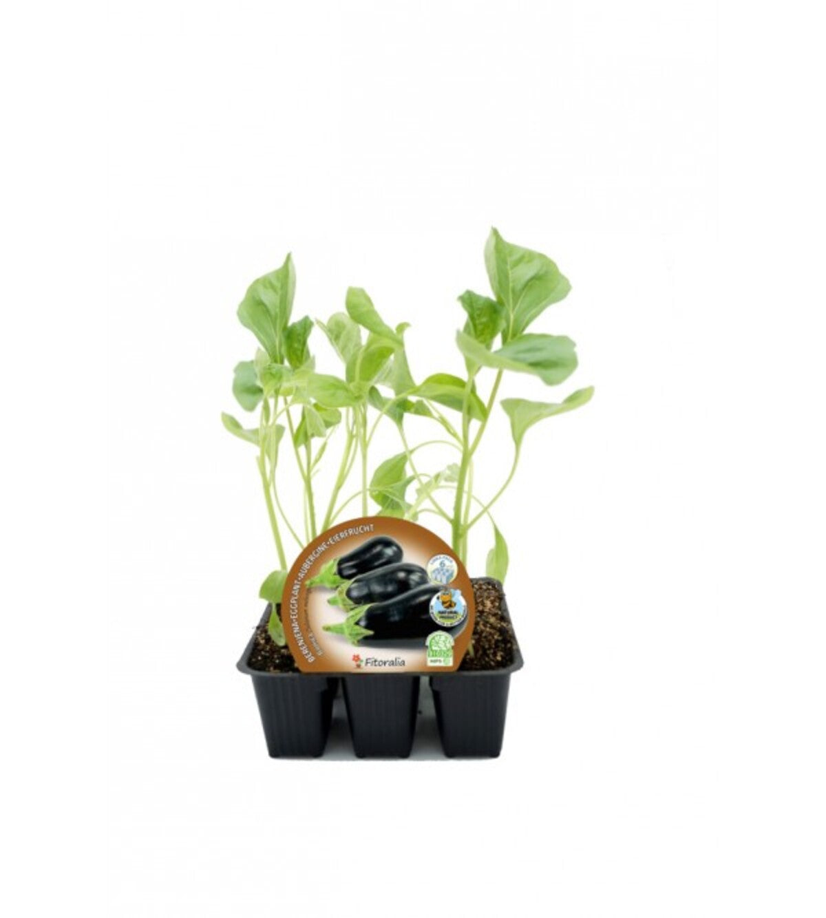 Pack Plantones Berenjena Negra Redonda 6 Ud. Natural - Fitoralia_0