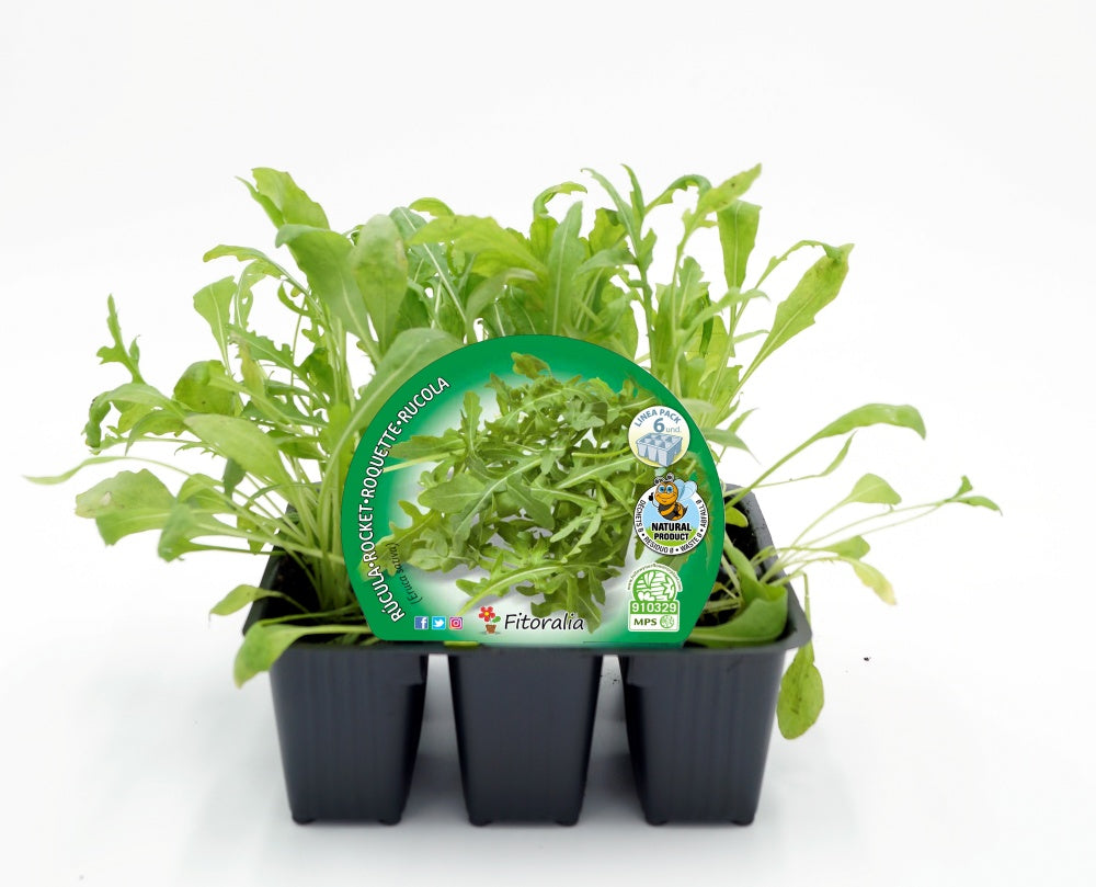 Pack Plantones Rúcula 6 Ud. Natural - Fitoralia