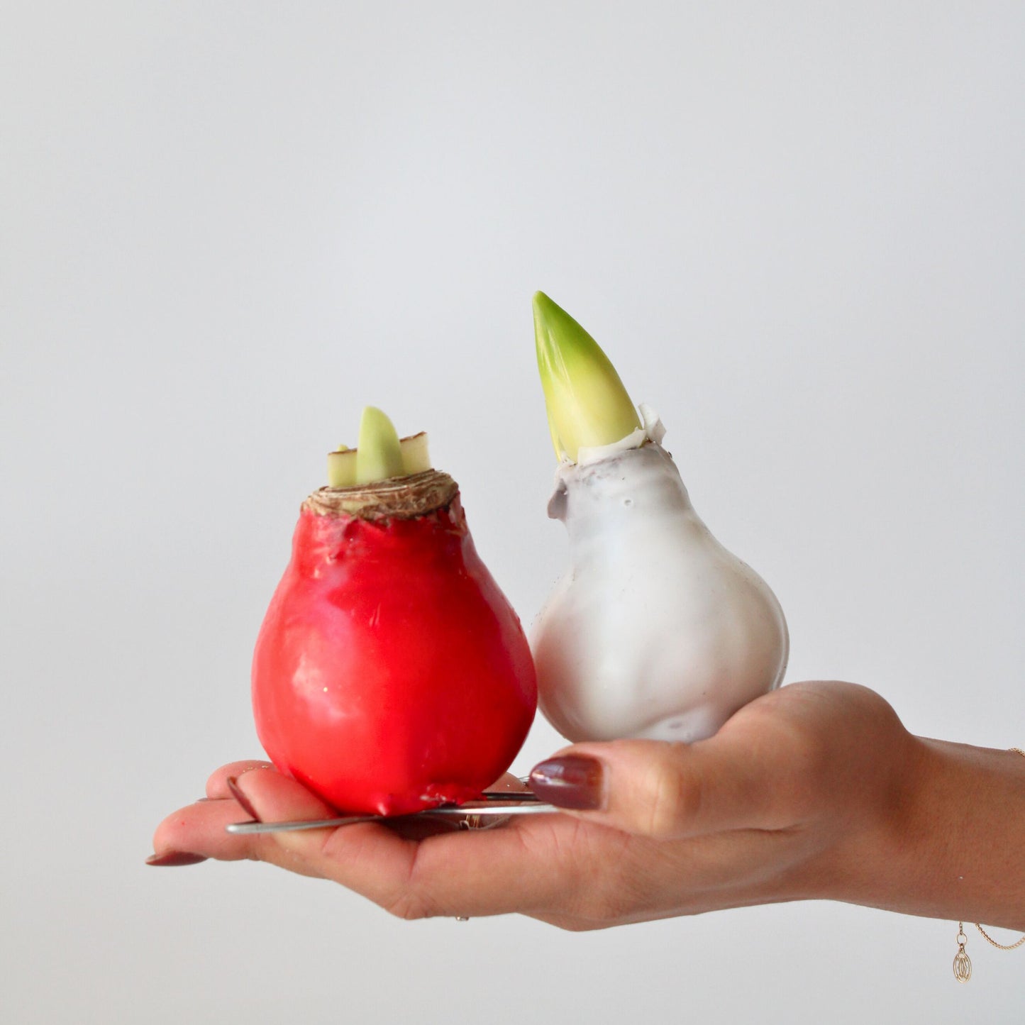 Amarilis - Hippeastrum 'wax Mix Red White' - Bulbo De Flor - Rojo