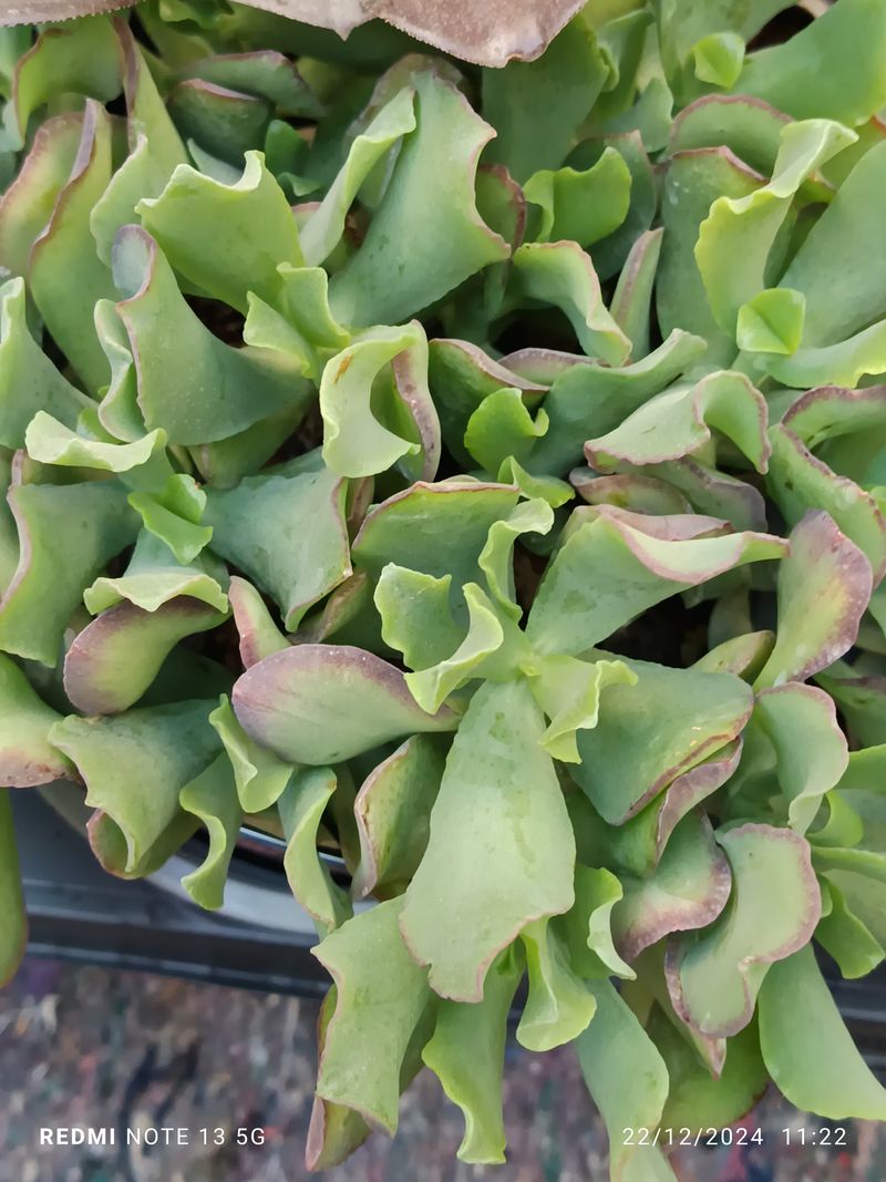 Cactus Y Suculenta Planta Grande Ø13 ☼ Ref011