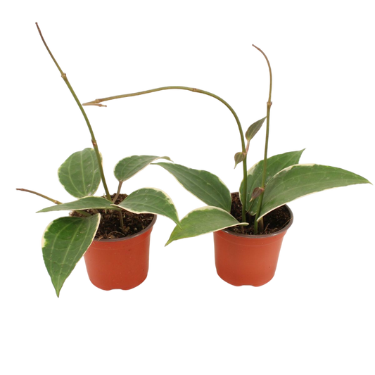 Hoya Latifolia Albomarginata Planta Suculenta Colgante Flor De Cera Ø9