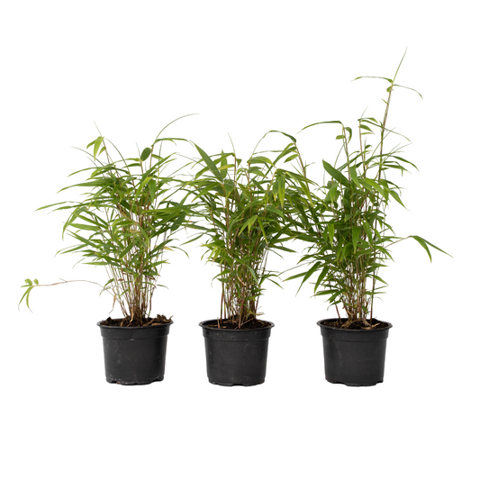 Bambú - 6 Pzs - Fargesia Papyrifera 'grex' - Altura 30-40cm - ⌀13cm