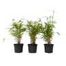 Bambú - 6 Pzs - Fargesia Papyrifera 'grex' - Altura 30-40cm - ⌀13cm