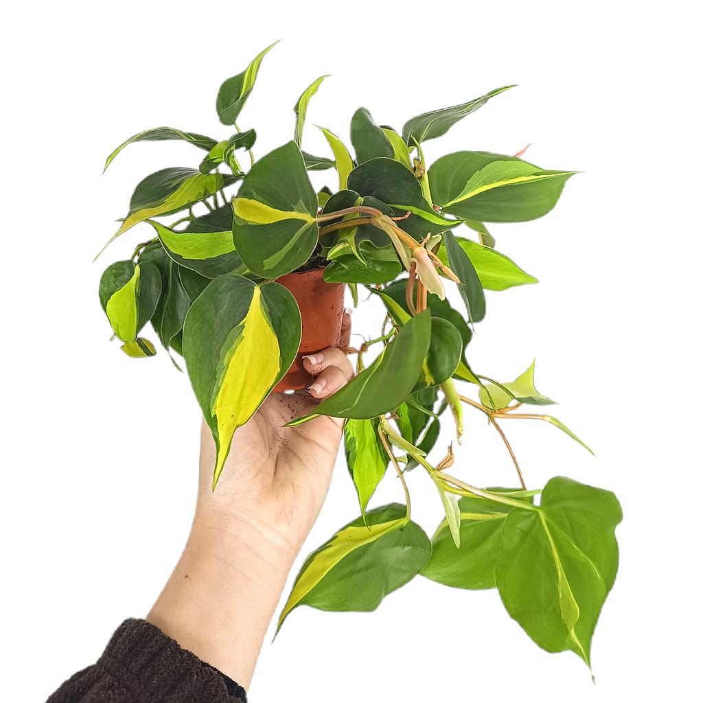 Philodendron Brasil M11_0
