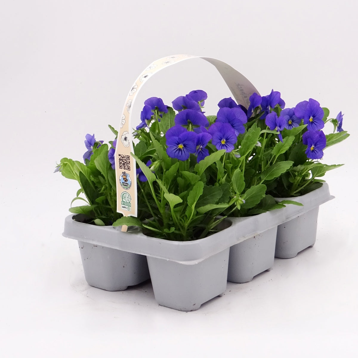 Pack Plantones Violeta Azul 6 Ud. Natural - Fitoralia_0