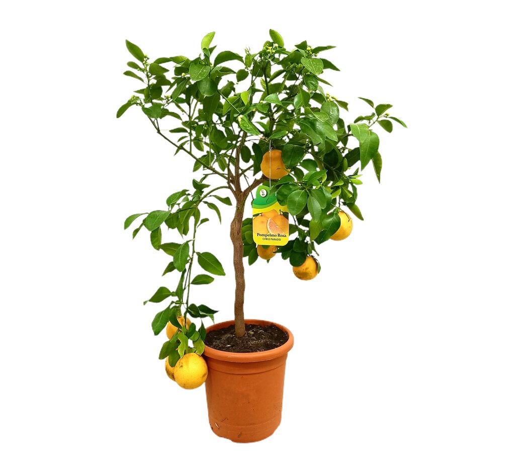 Pomelo M21 90-120cm