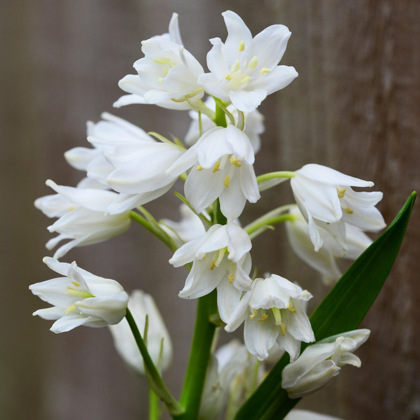 Jacinto De Campo - 40 Pzs - Hyacinthoides Hispanica - Bulbos De Flores