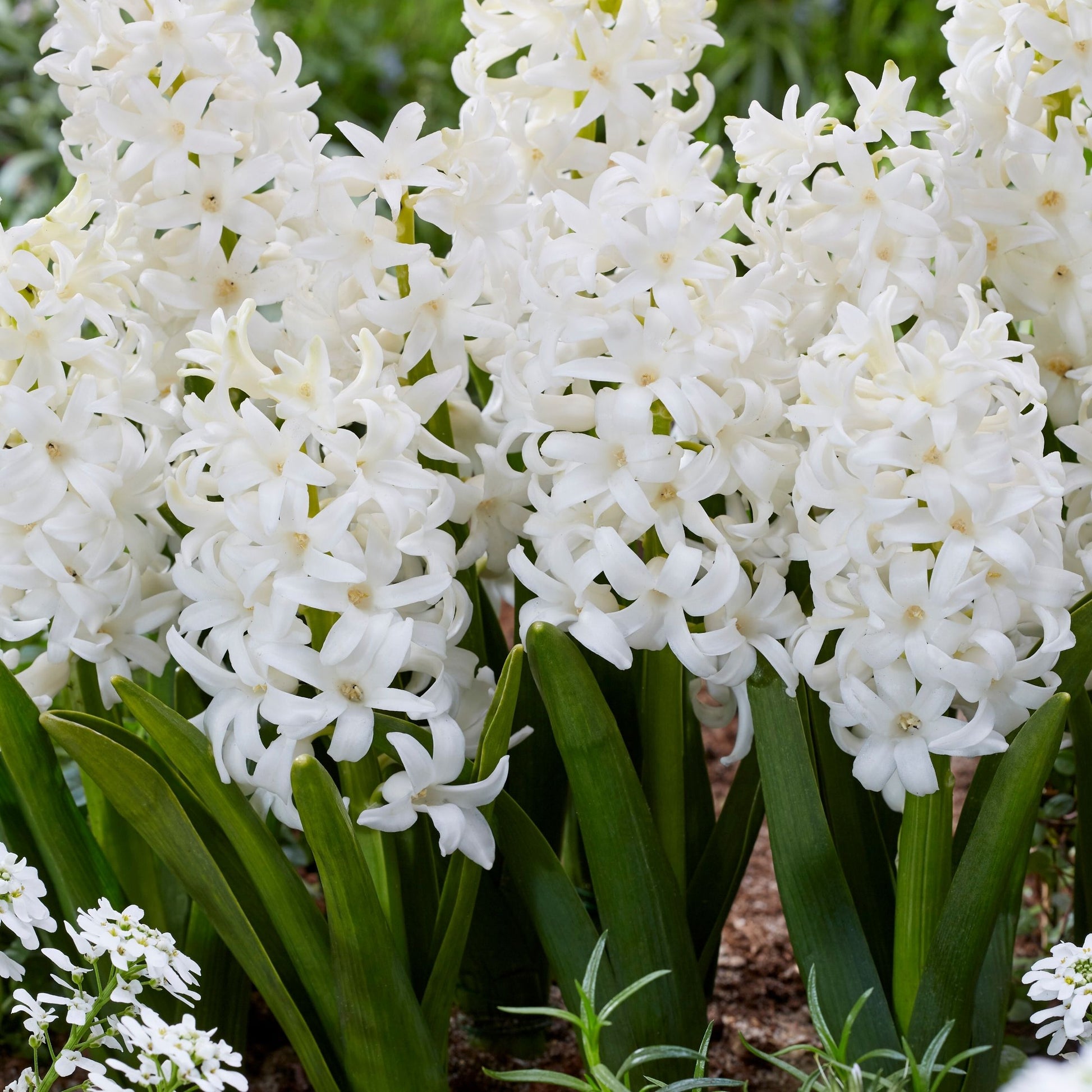 Jacinto - 20 Pzs - Hyacinthus 'carnegie' - Bulbos De Flores - Blanco