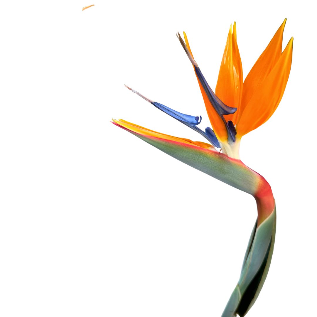 Strelitzia Reginae Planta De Jardín (ave Del Paraíso) Maceta 20cm_1