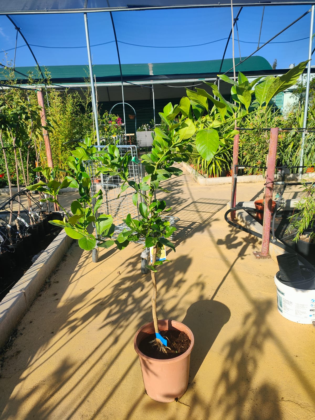 Limonero Lunero Maceta 120 CM_1