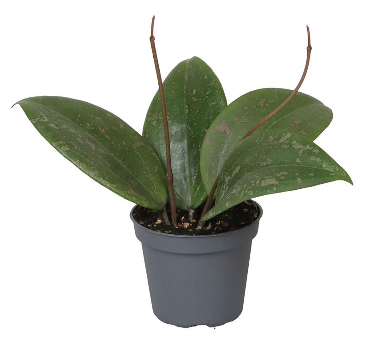 Hoya Wibergiae Planta Suculenta Colgante Flor De Cera Ø6