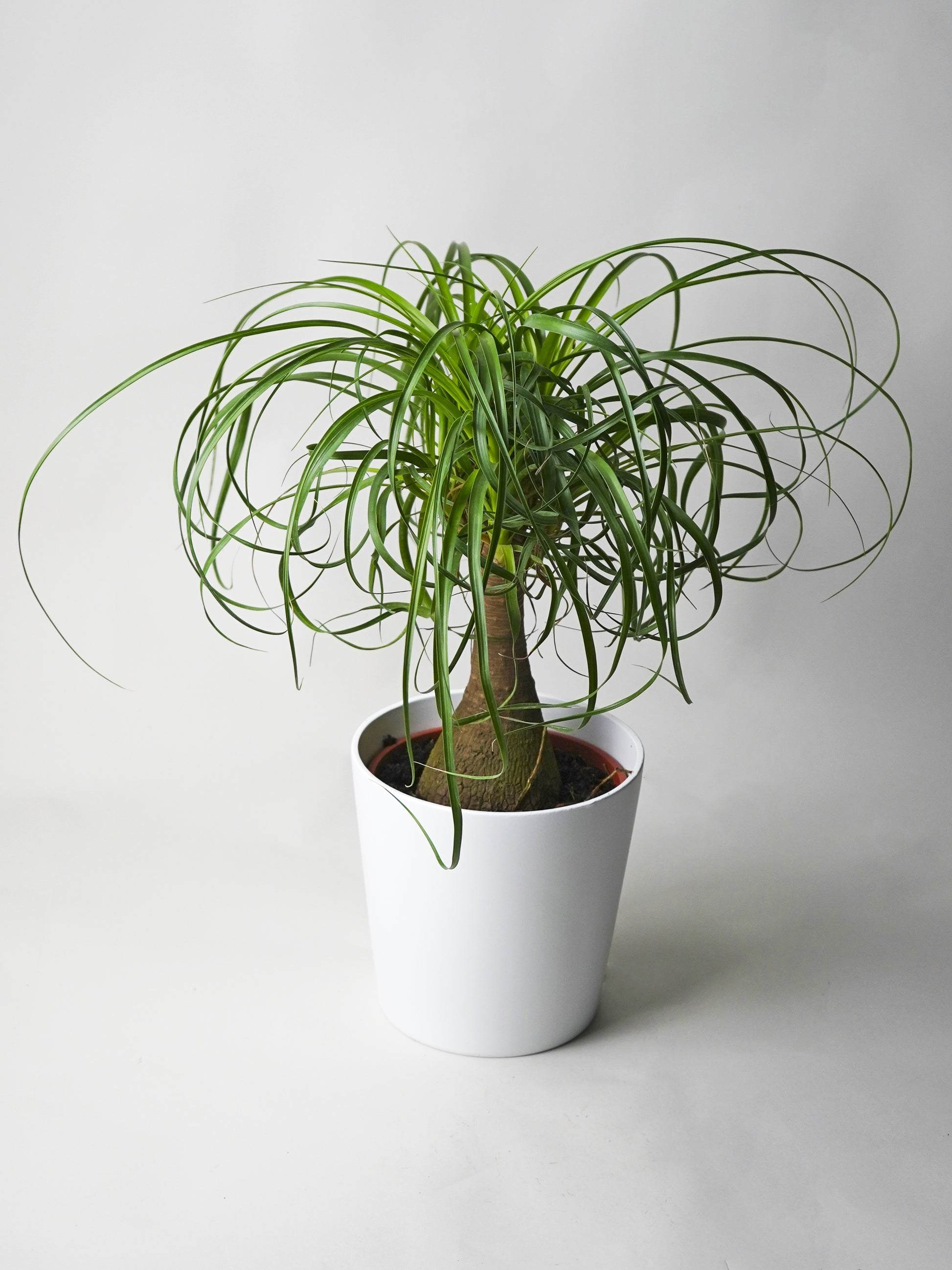 Nolina Beaucarnea | Altura 50cm - Maceta 17cm