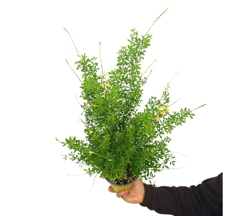 Cytisus Racemosus M14 30cm_0