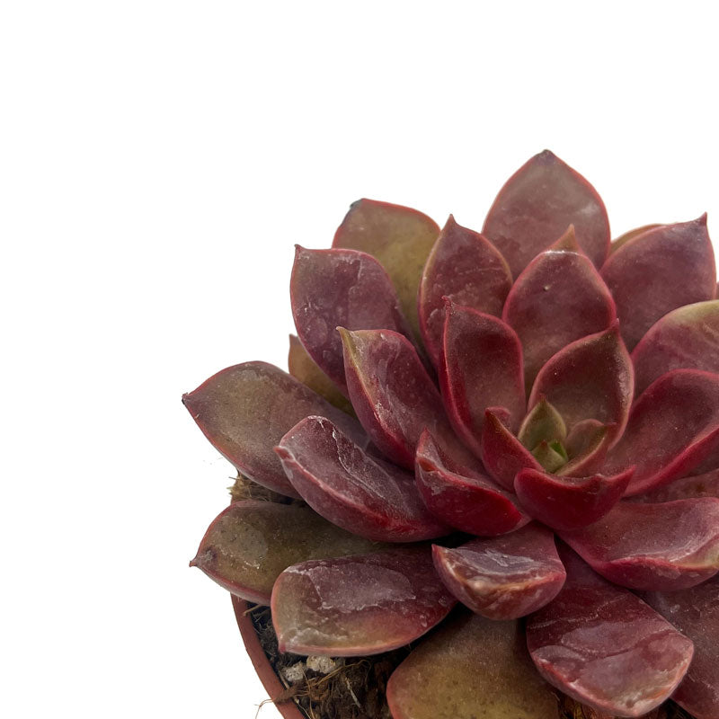 Echeveria Mina Cactus Y Suculentas M8,5 Ø