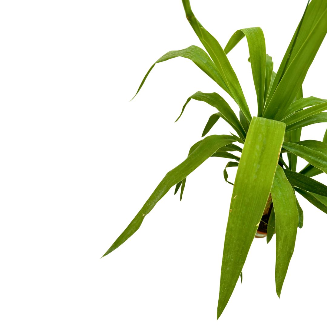 Tronco De Yucca Como Elemento Decorativo De Paisajismo O Decoración De Interiores_1