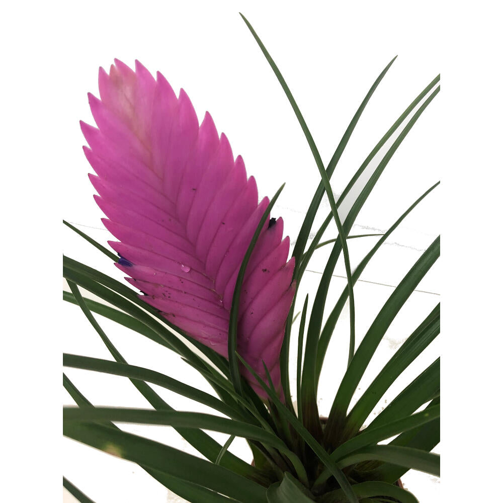 Tillandsia Anita M9_2